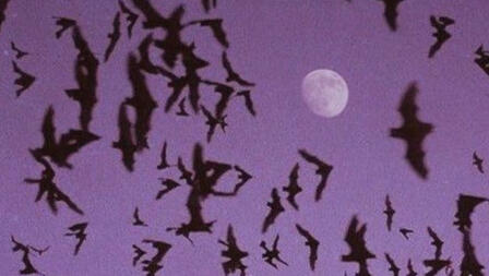 Los murciélagos te escuchan